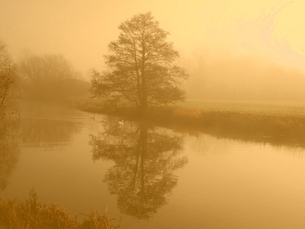 Дерево в тумане обои