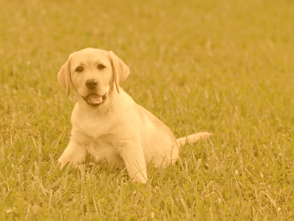 Щенок лабрадора в траве обои