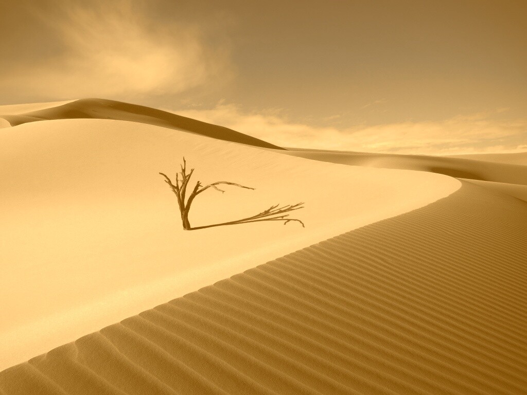 Сухостой в пустыне обои