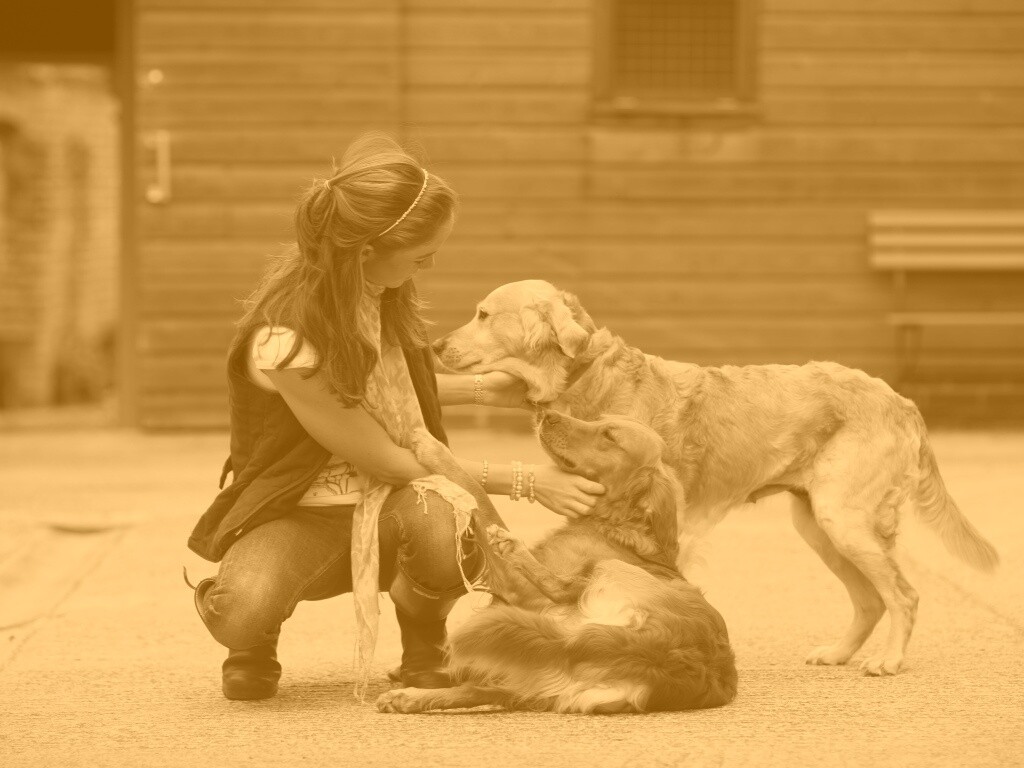 Девушка с собаками обои