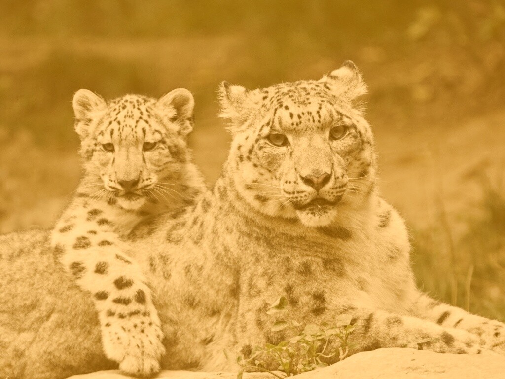 Самка снежного барса с котенком обои