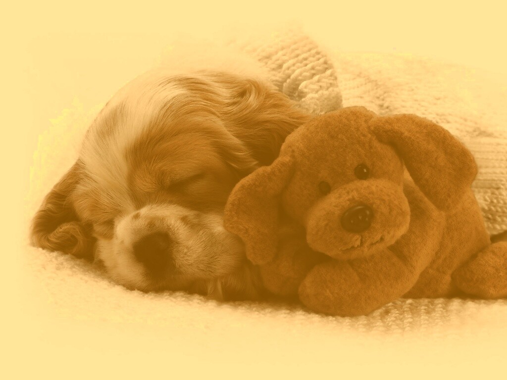 Собака спит с игрушкой обои