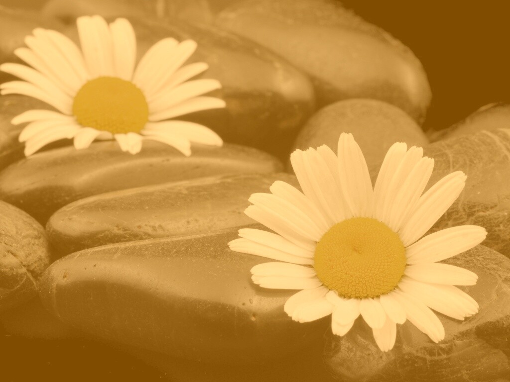 Ромашка среди гальки обои