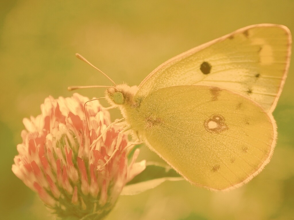 Бабочка на клевере обои