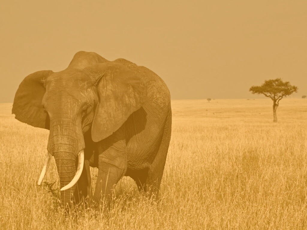 Африканский слон обои
