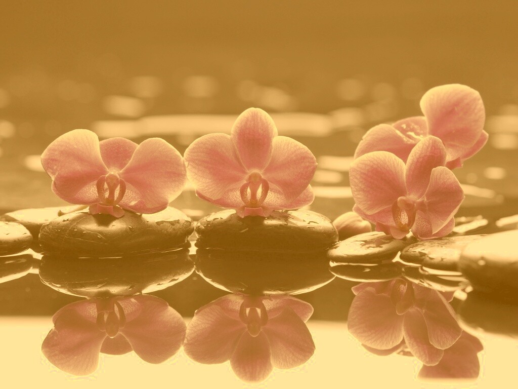 Орхидеи на камнях обои