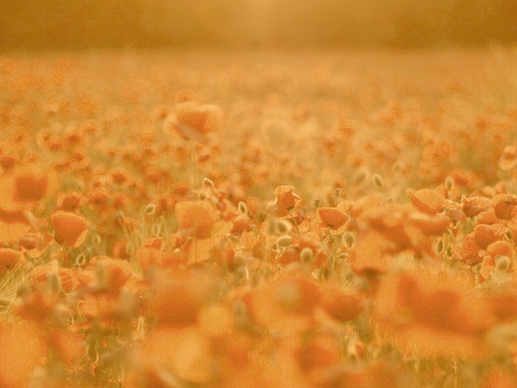 Маки в полях обои