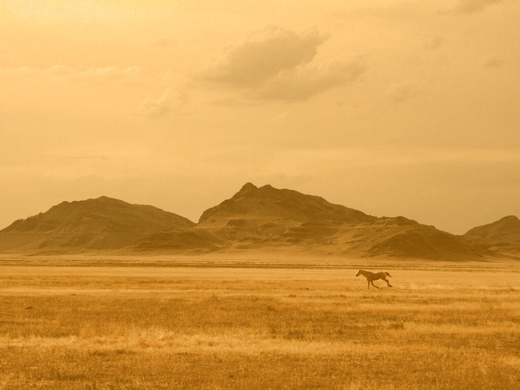 Мустанг в прериях обои