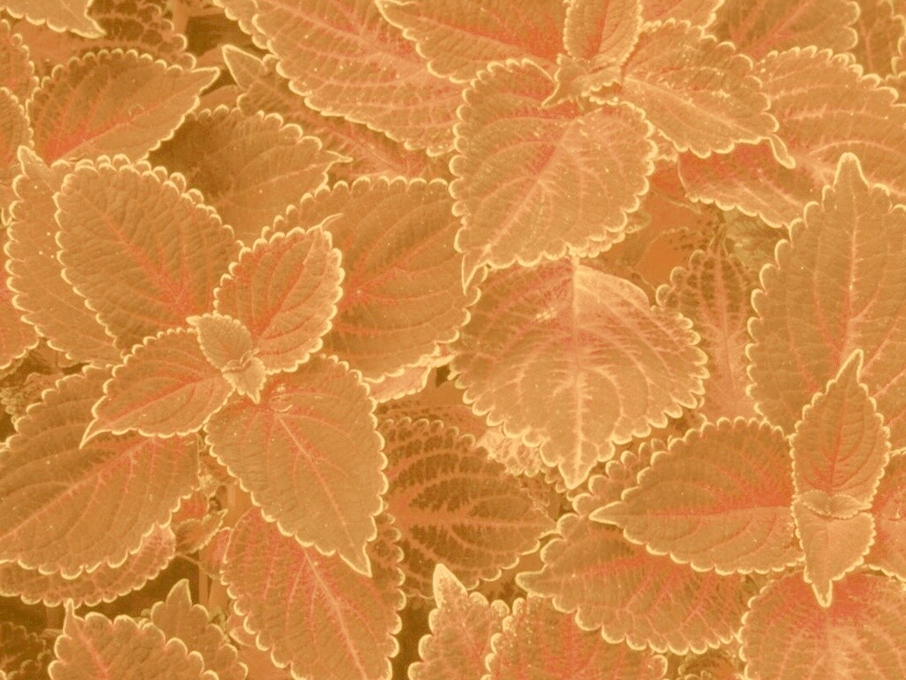 Красные листья обои