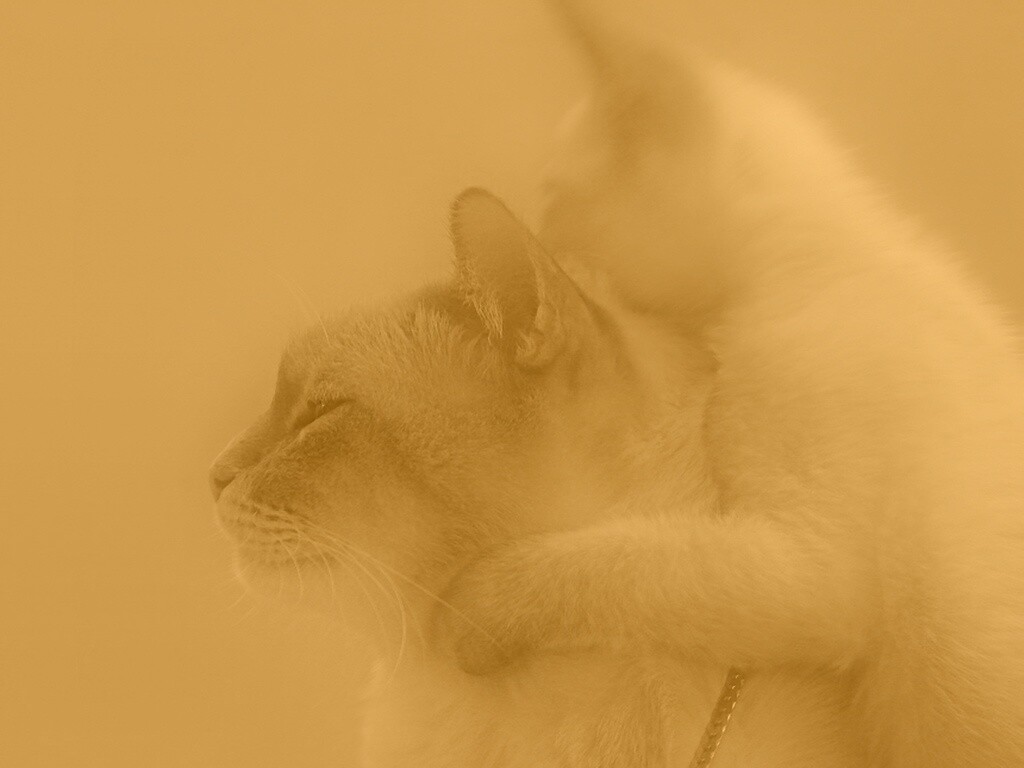 Котёнок обнимает маму обои