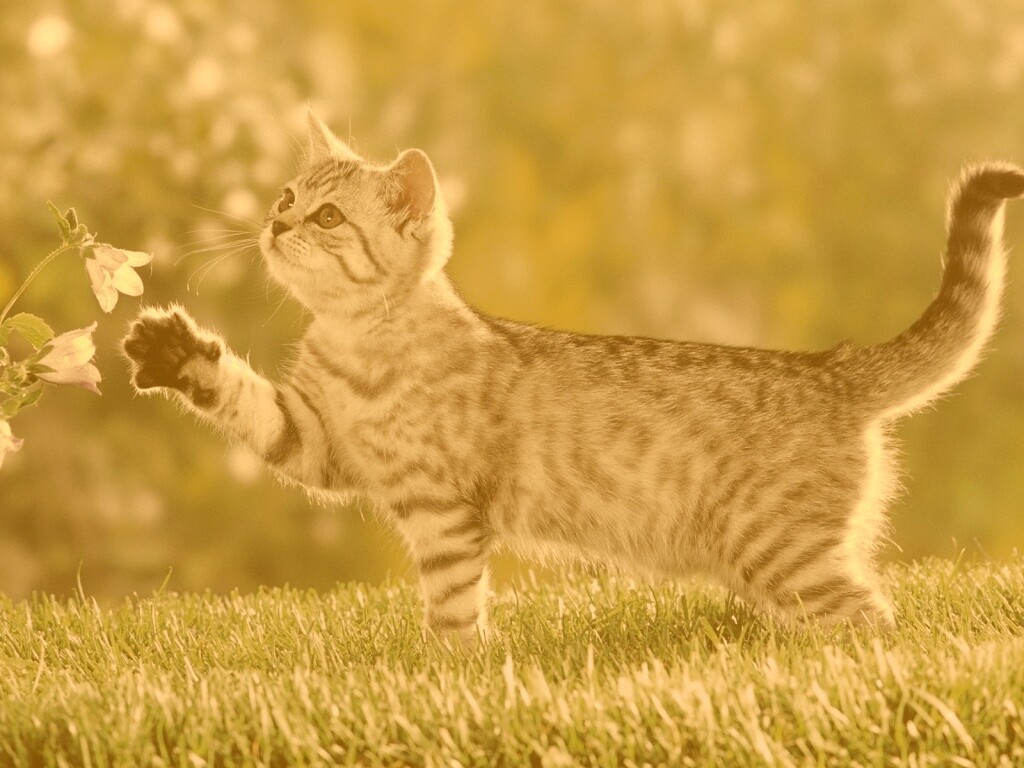 Котенок играет с цветами обои