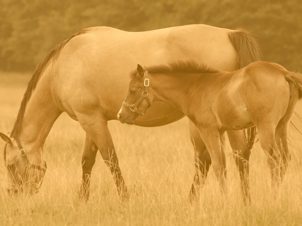 Жеребенок и беременная кобыла обои