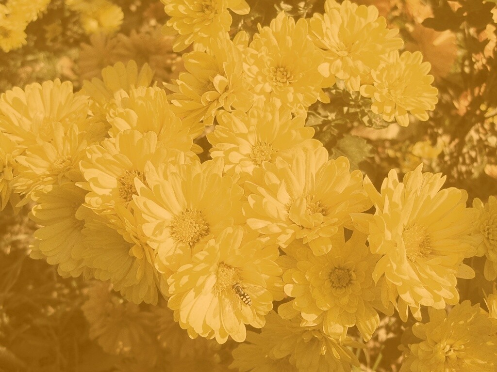 Оса на желтых герберах обои