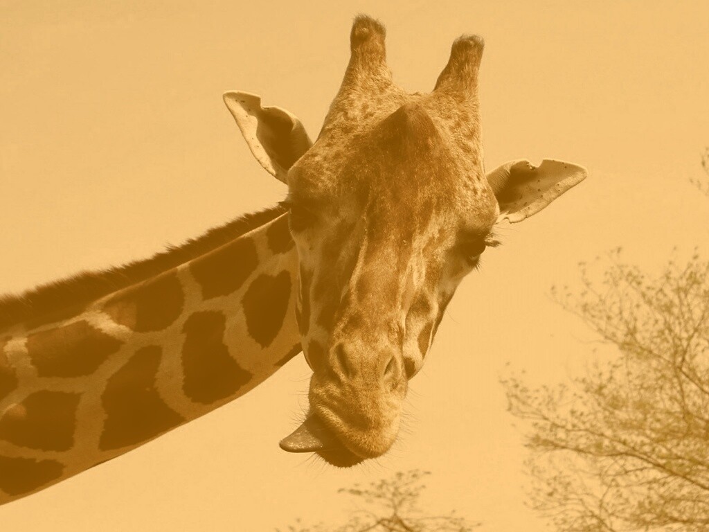 Жираф показывает язык обои