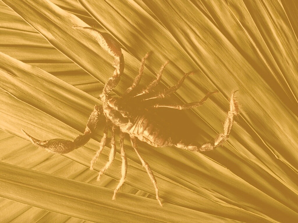 Скорпион на траве обои