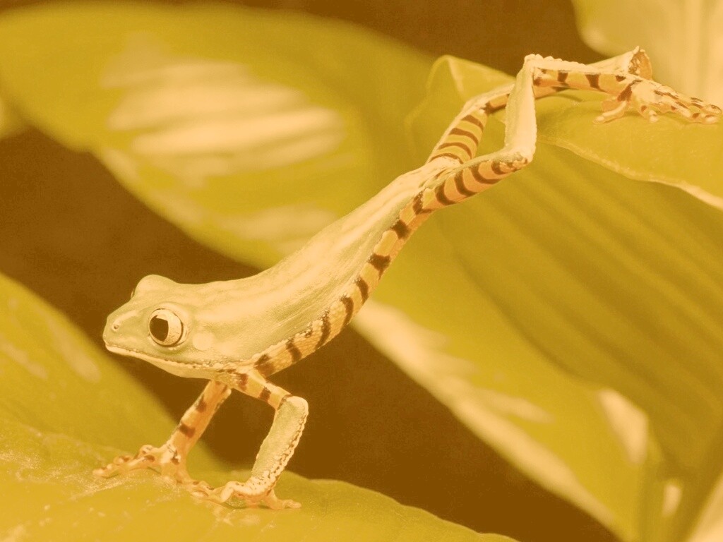 Лягушка переползает с листа на лист обои