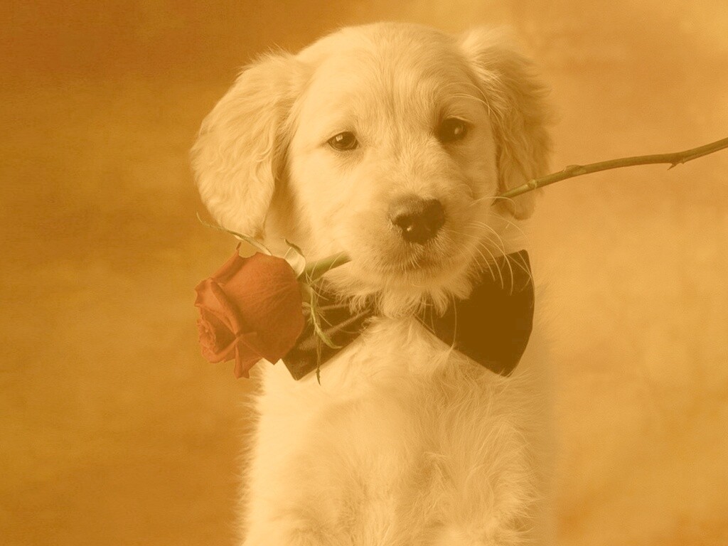 Щенок с розой в зубах обои