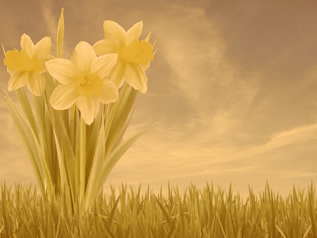 Букет цветов в траве обои