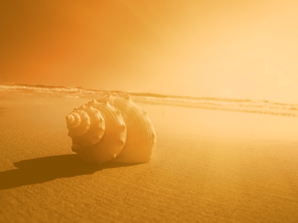 Золотистая ракушка обои