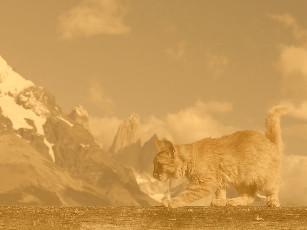 Рыжий котик в горах обои