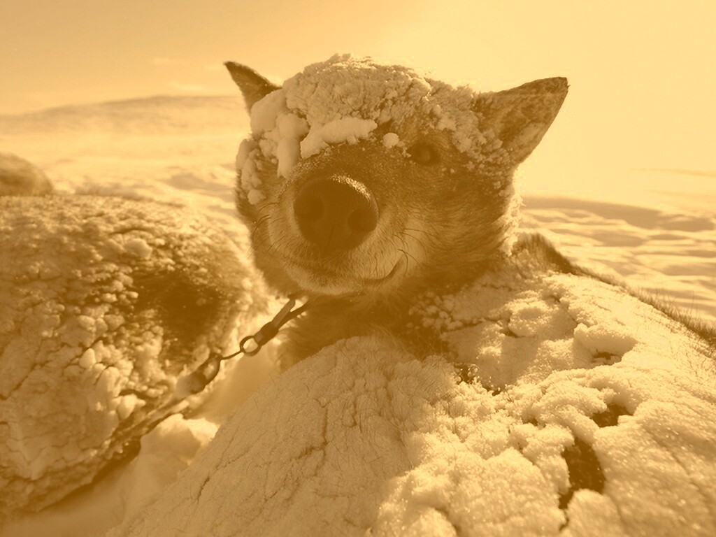 Собачка под снегом обои