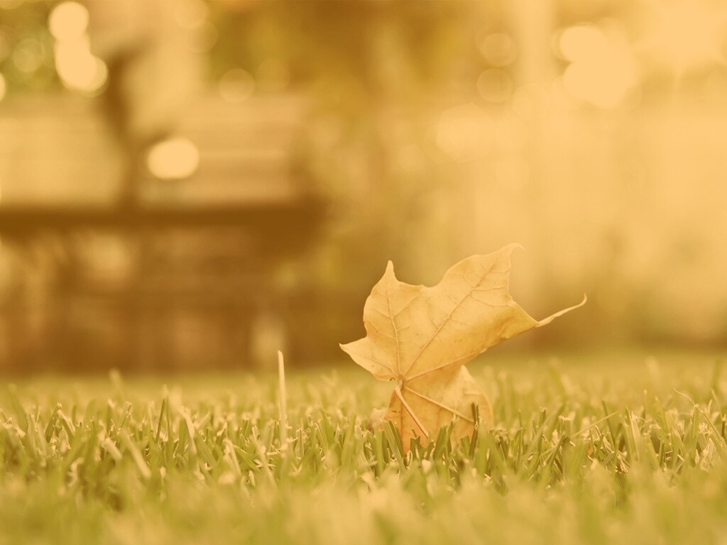 Зеленый лист на траве обои