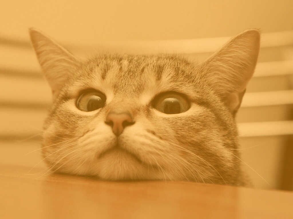 Любопытный котейка обои