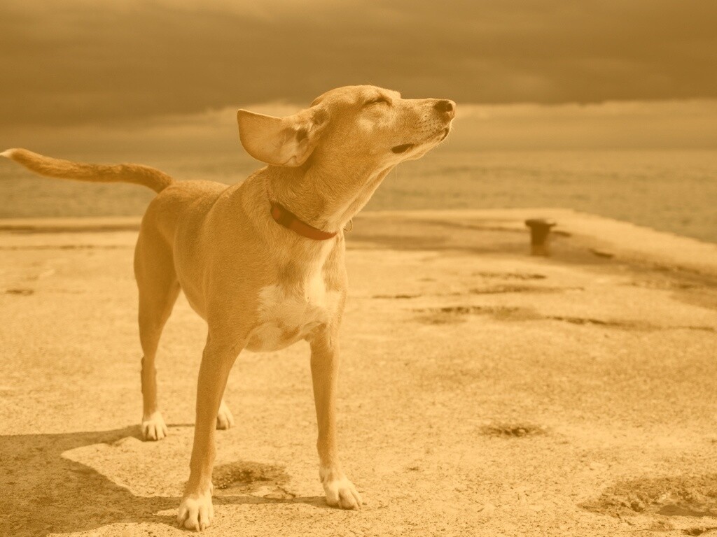 Собака на пирсе обои