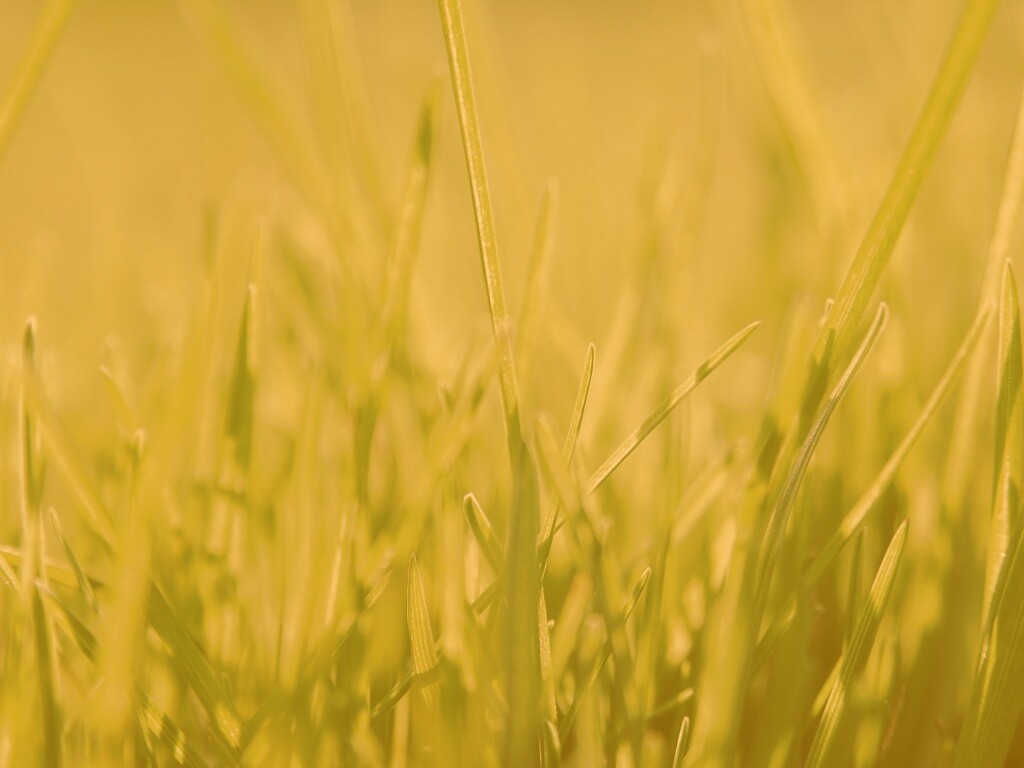 Ярко зеленая трава обои