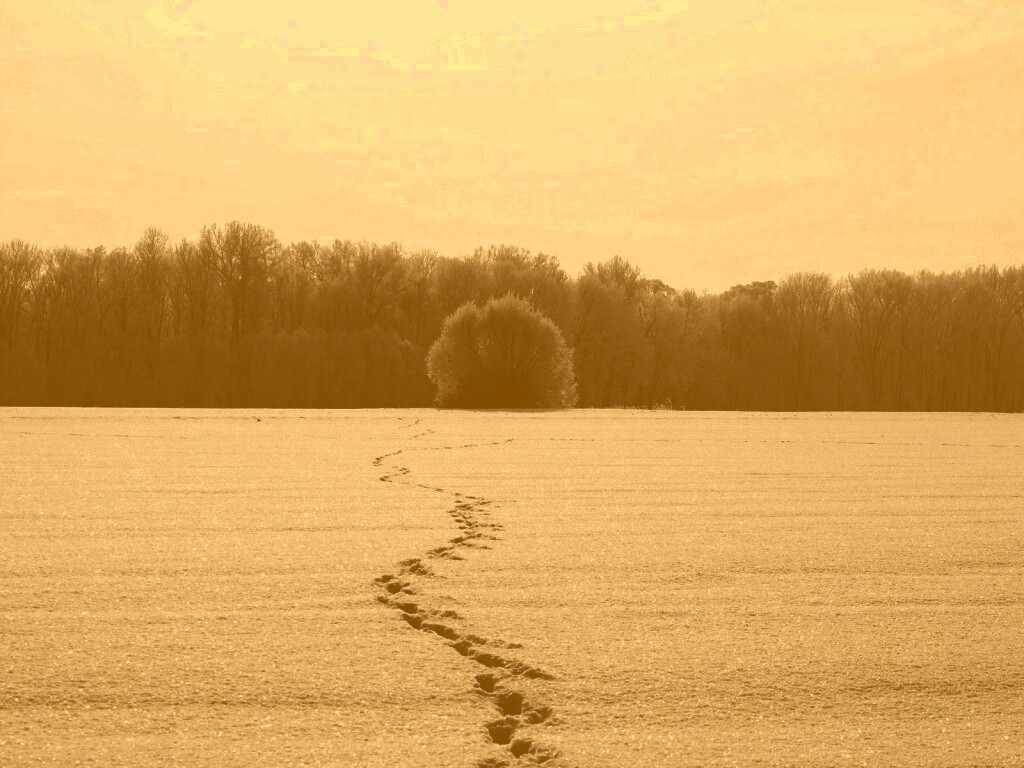 Следы на снегу обои