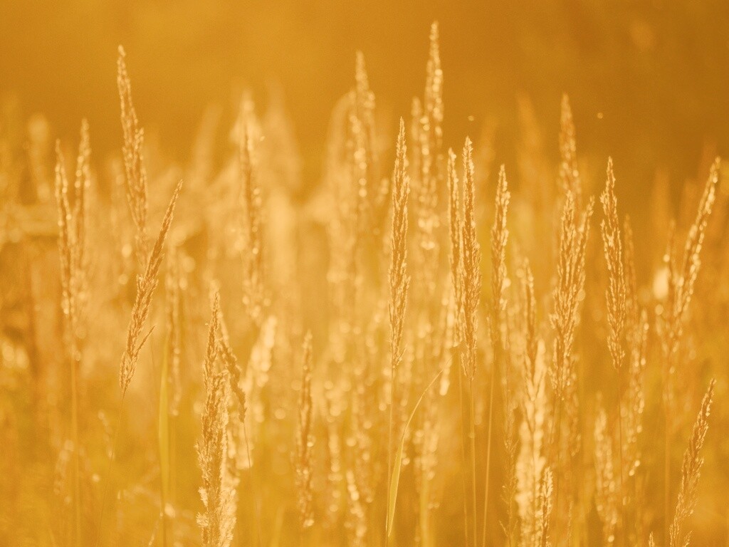 Рожь обои
