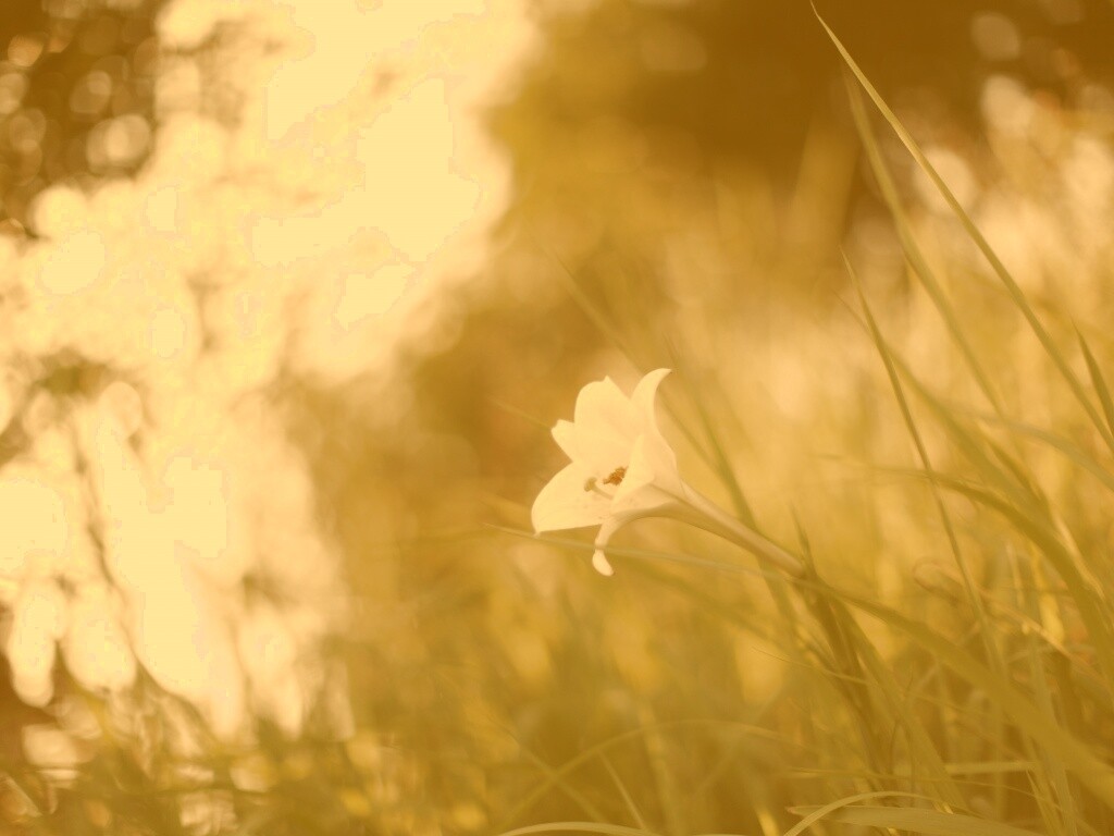 Цветок затерявшийся в траве обои