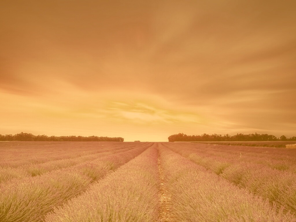 Поле фиолетовых цветов на закате обои