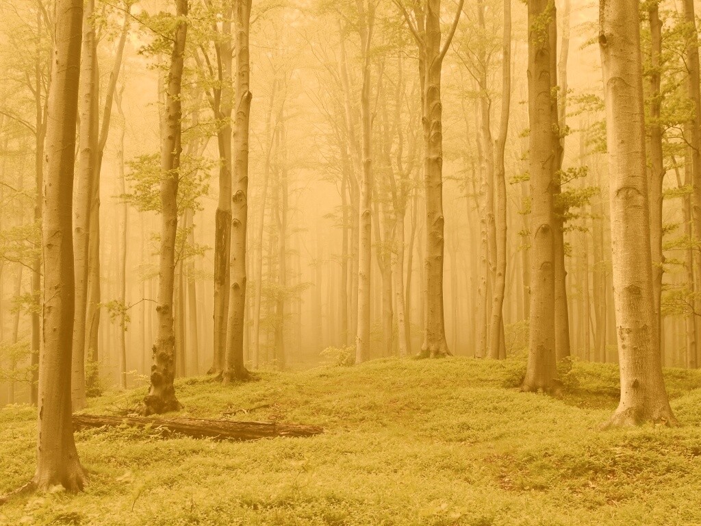 Опушка осинового леса обои