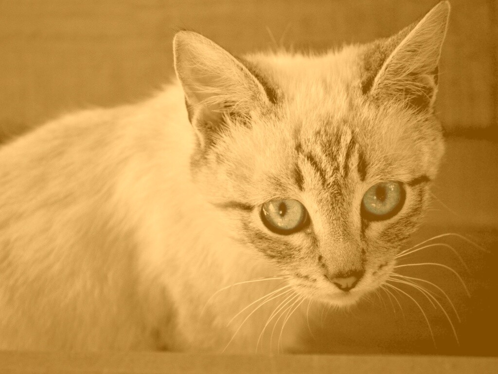 Котенок с синими глазами обои