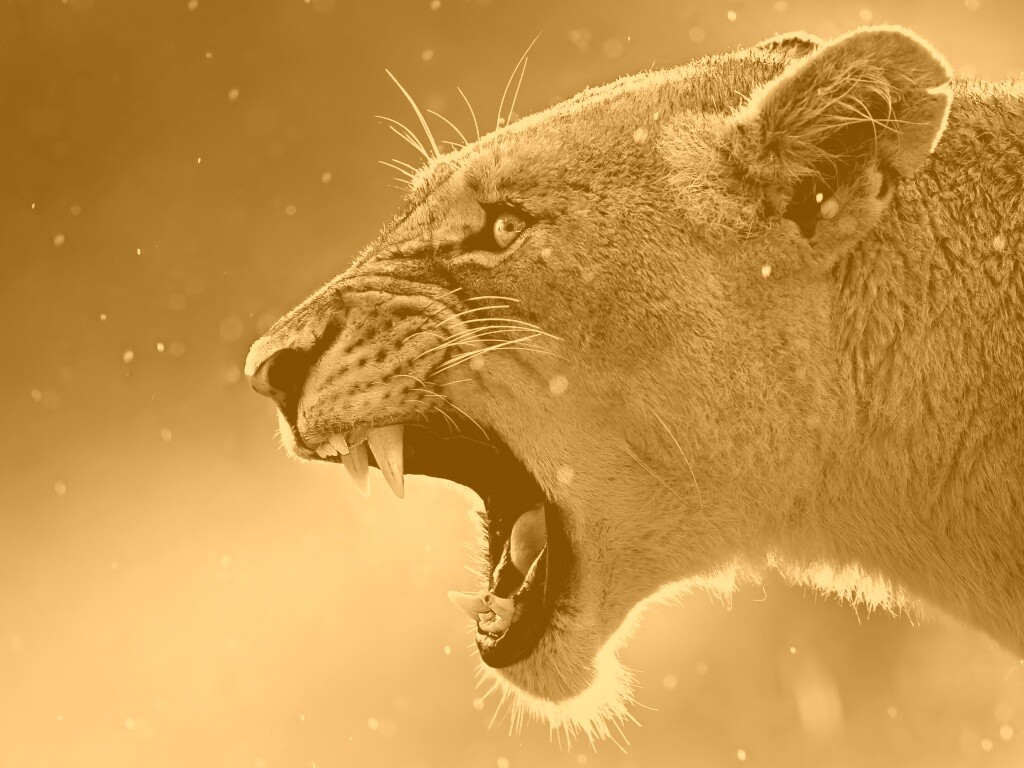 Грозный львиный рык обои