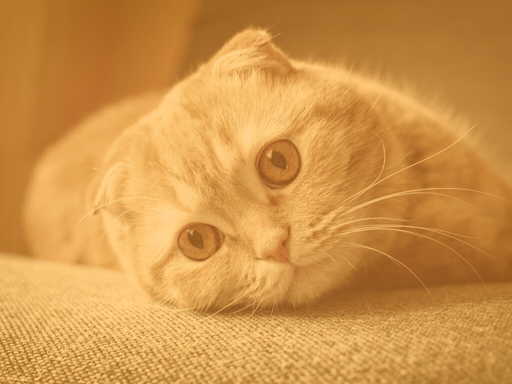 Скоттиш фолд рыжий обои