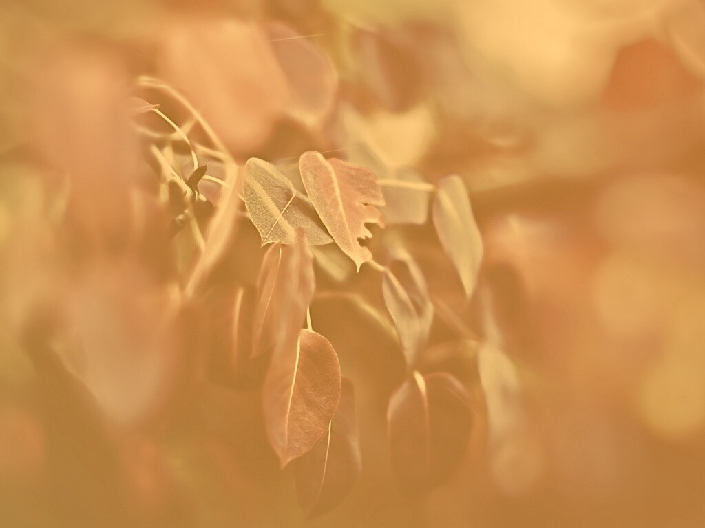 Фиолетовые листья обои