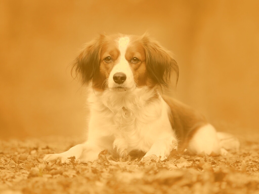 Собака на ковре из осенних листьев обои