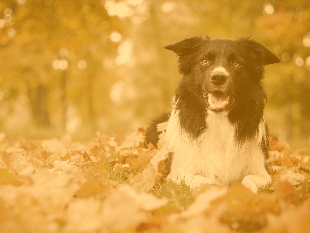 Пес среди листвы обои