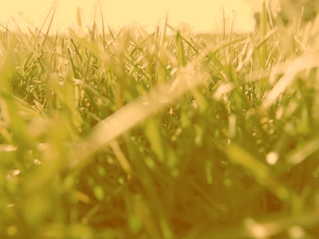 Трава обои