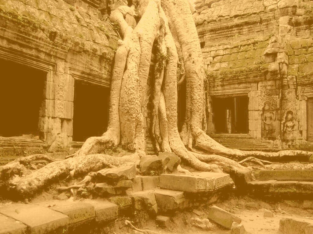 Мощные корни обои