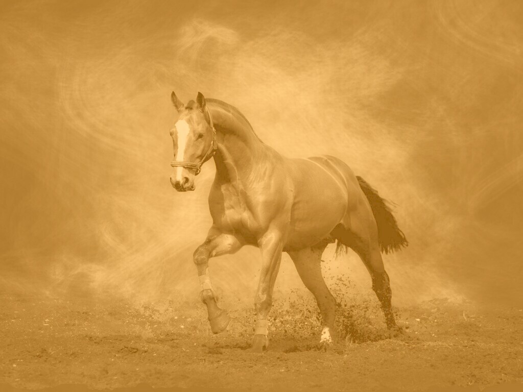 Лошадь обои
