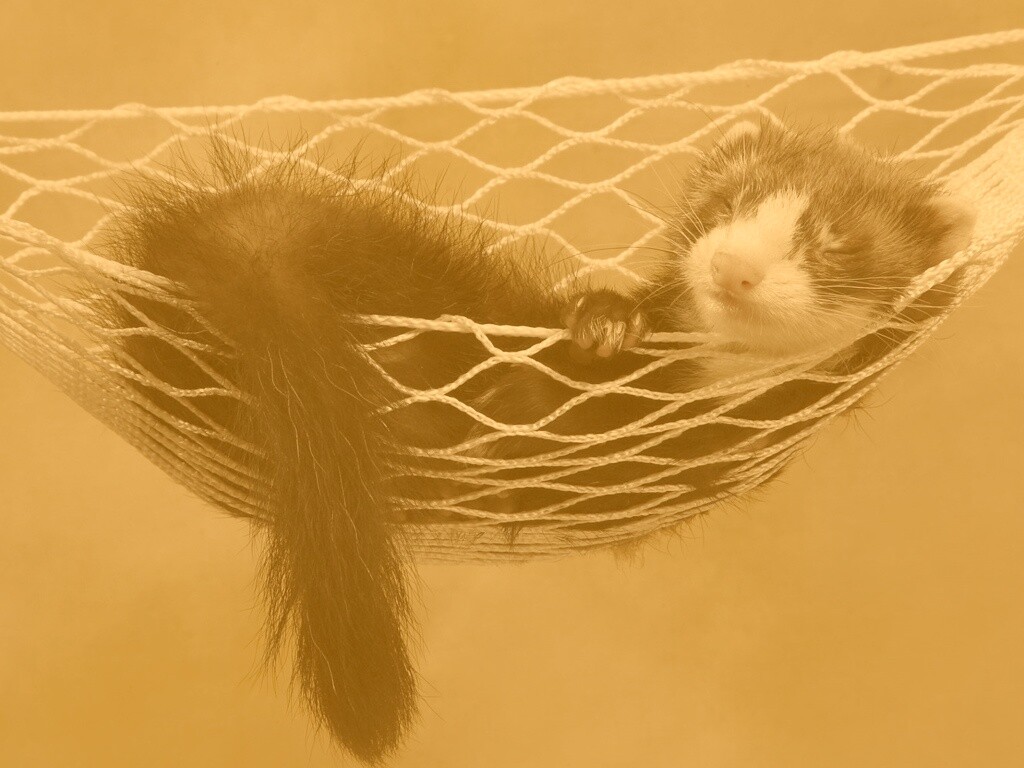 Хорек в гамаке обои