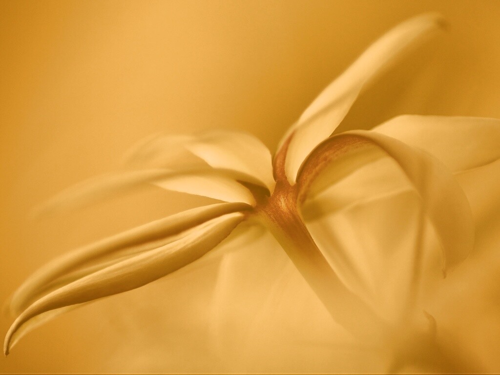 Цветок обои