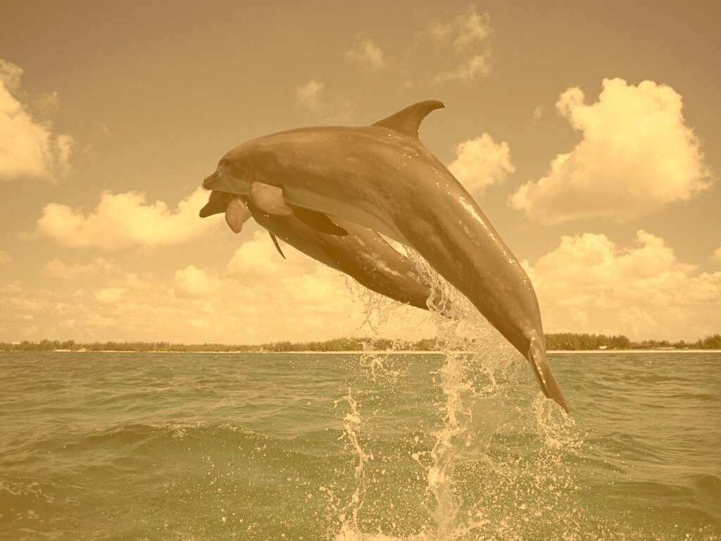 Дельфины обои