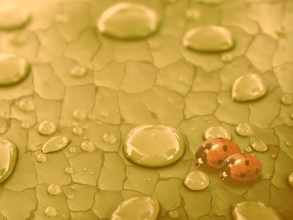 Божьи коровки обои