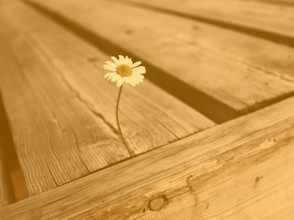 Жизнь среди смерти обои