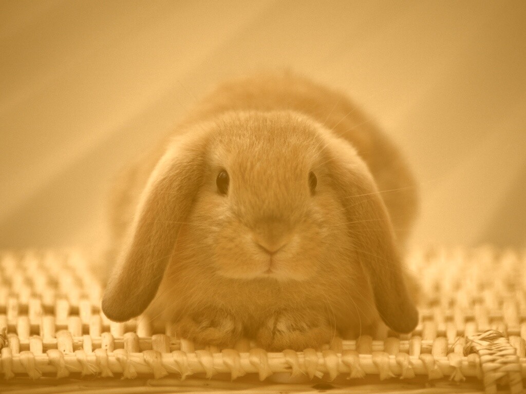 Кроличек обои