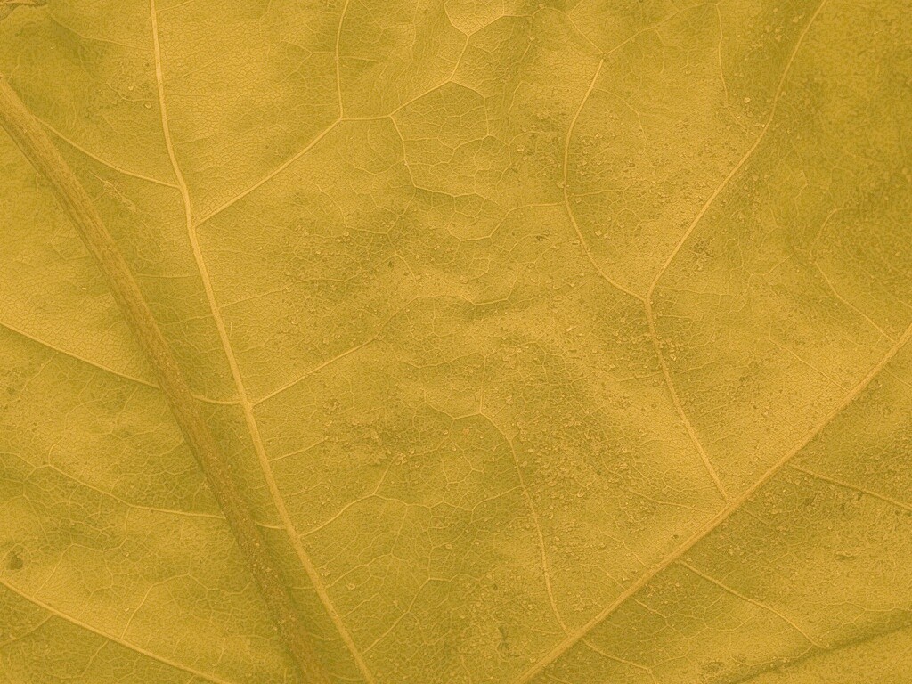 Макро зеленый лист обои